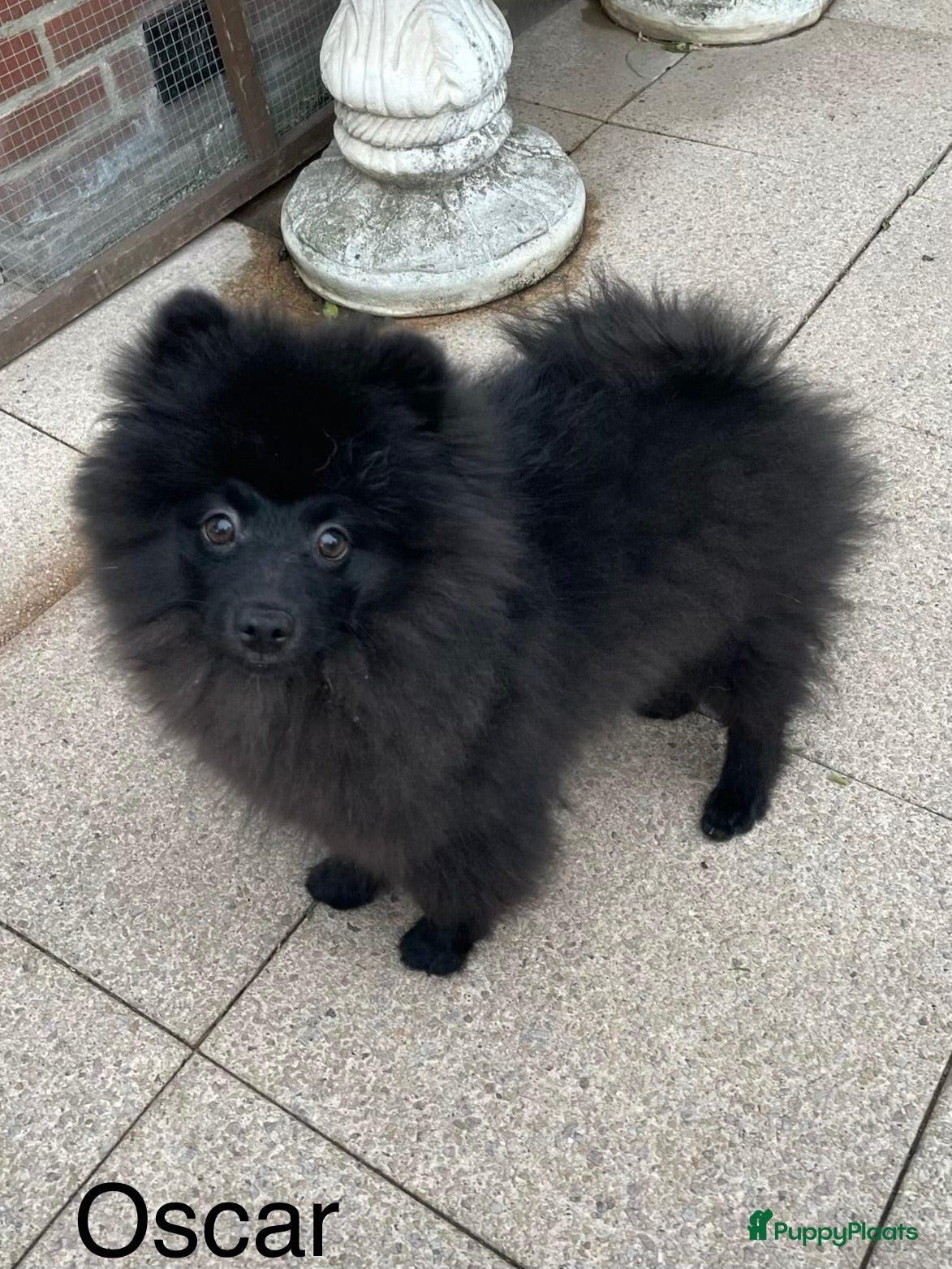 Pomeriaan honden Nog 1 Prachtige Pomeriaan/dwergkees pup.💙 - Advertentie 1