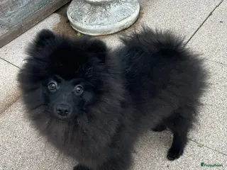 Pomeriaan honden Nog 1 Prachtige Pomeriaan/dwergkees pup.💙 - Advertentie 1