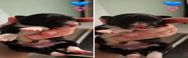 Border Collie 4