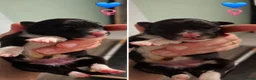 Border Collie honden te koop: Liefdevol gefokte Border Collie pups (FCI/LOSH) - Advertentie 9