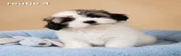 Boomer honden te koop: Super mooie boomer pups. Shih tzu  - Advertentie 24