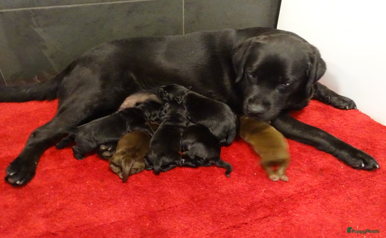 Labrador Retriever honden - Advertentie 1