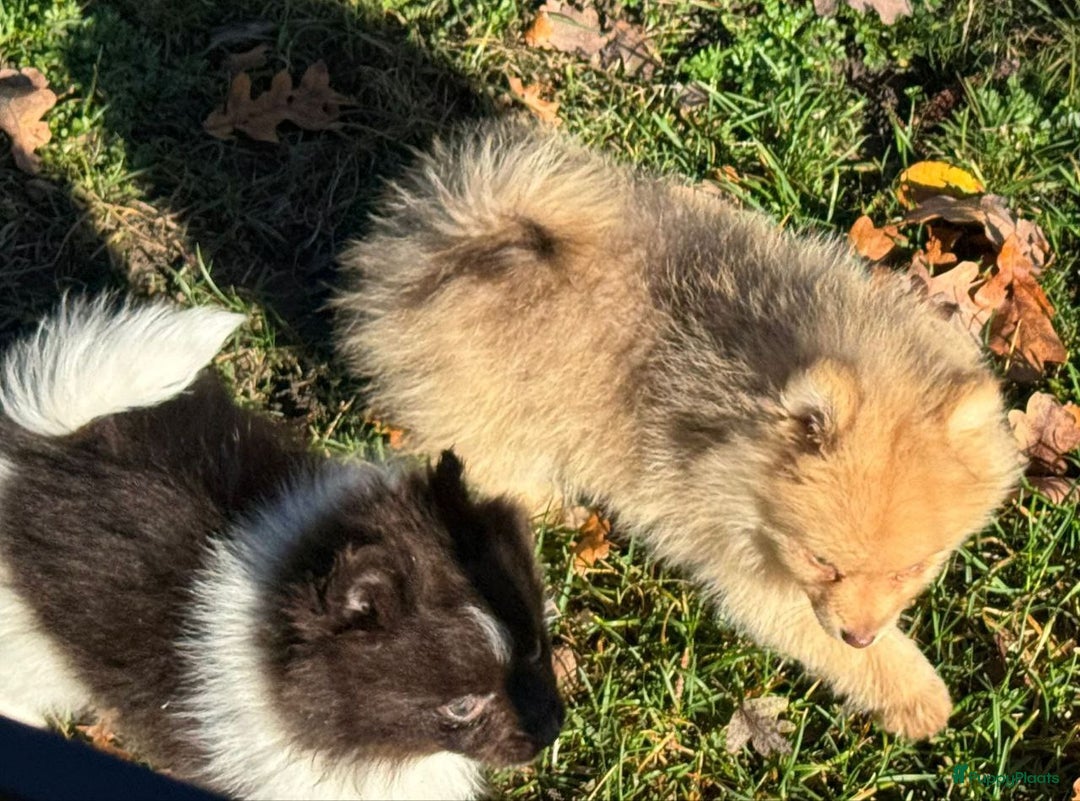 Pomeriaan honden te koop: 7 weken oude spitz puppy - Advertentie 6