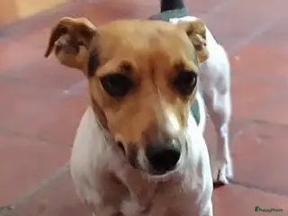 Kruising honden Unieke Jack-a-Ranian pups uit bewezen combinatie - Advertentie 1