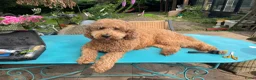 Australian Labradoodle honden te koop: Prachtig nest labradoodles (medium) - Advertentie 39