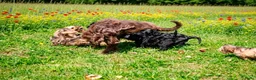 Cockapoo honden te koop: Leuke Cockapoo pups - Advertentie 2
