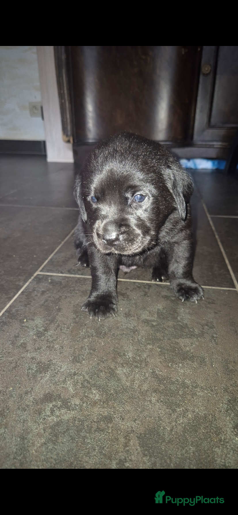 Labrador Retriever honden te koop: Labrador pup met stamboom - Advertentie 12