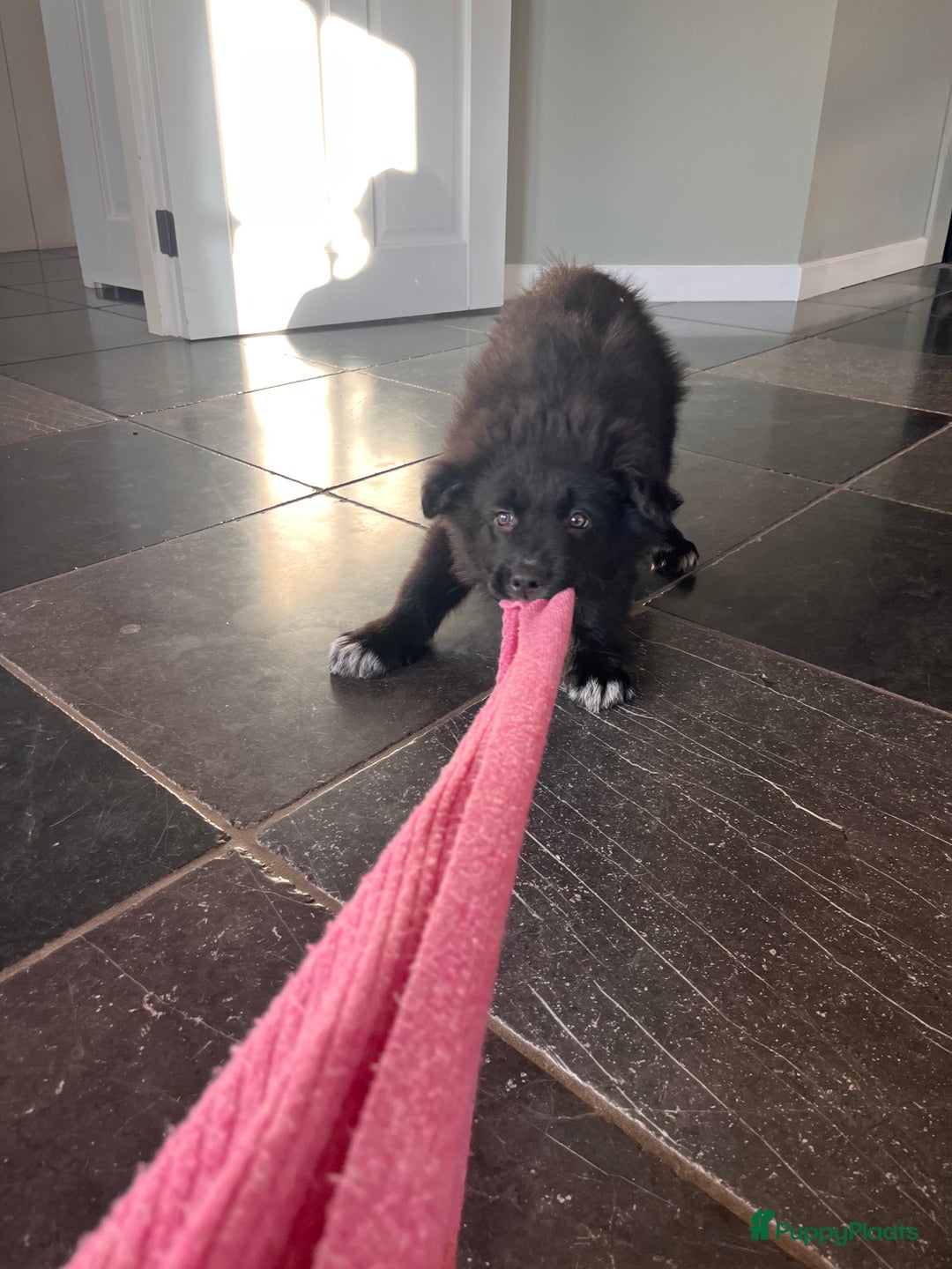 Kruising honden te koop: Lieve duitse herder x border collie pups - Advertentie 27