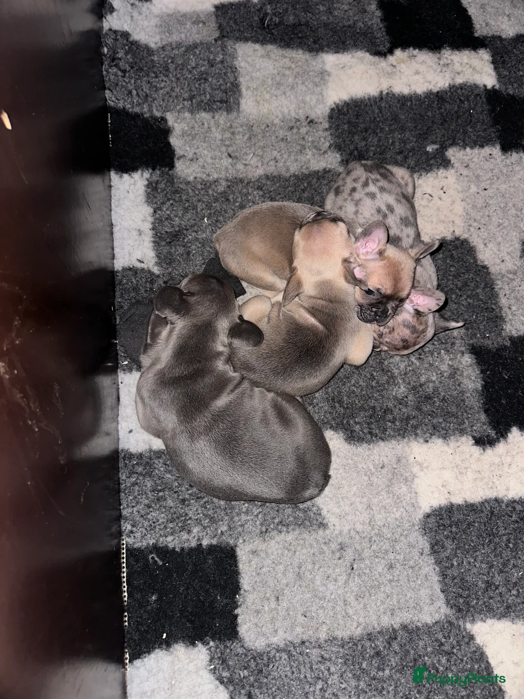 Franse Bulldog honden te koop: Te koop mooie Franse Bulldog pups  - Advertentie 4