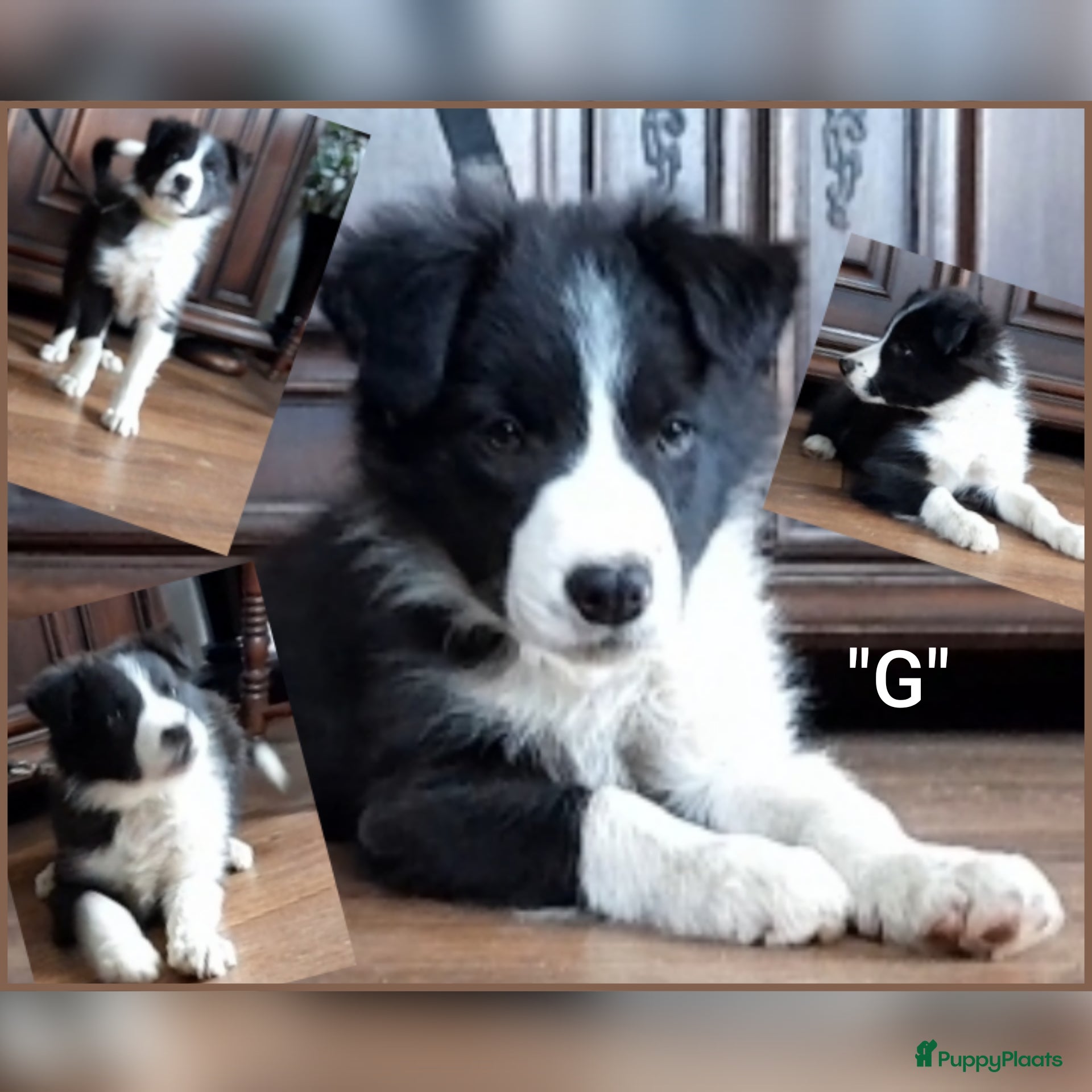 Border Collie honden Prachtige, raszuivere Border Collie pups - Advertentie 5