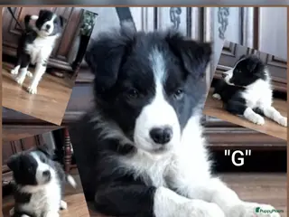 Border Collie honden Prachtige, raszuivere Border Collie pups - Advertentie 5