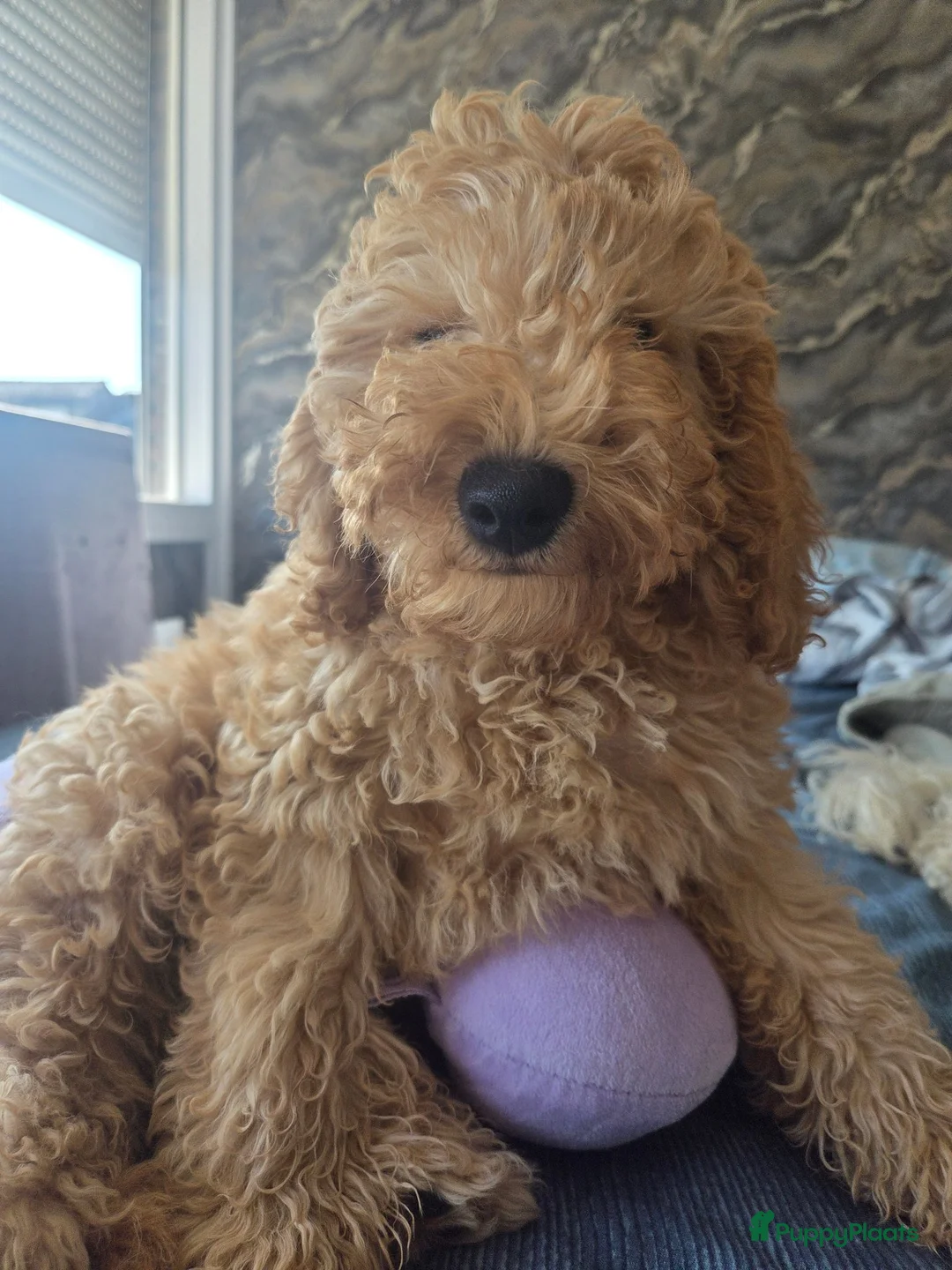 Poedel honden te koop: Poedel puppy  - Advertentie 3