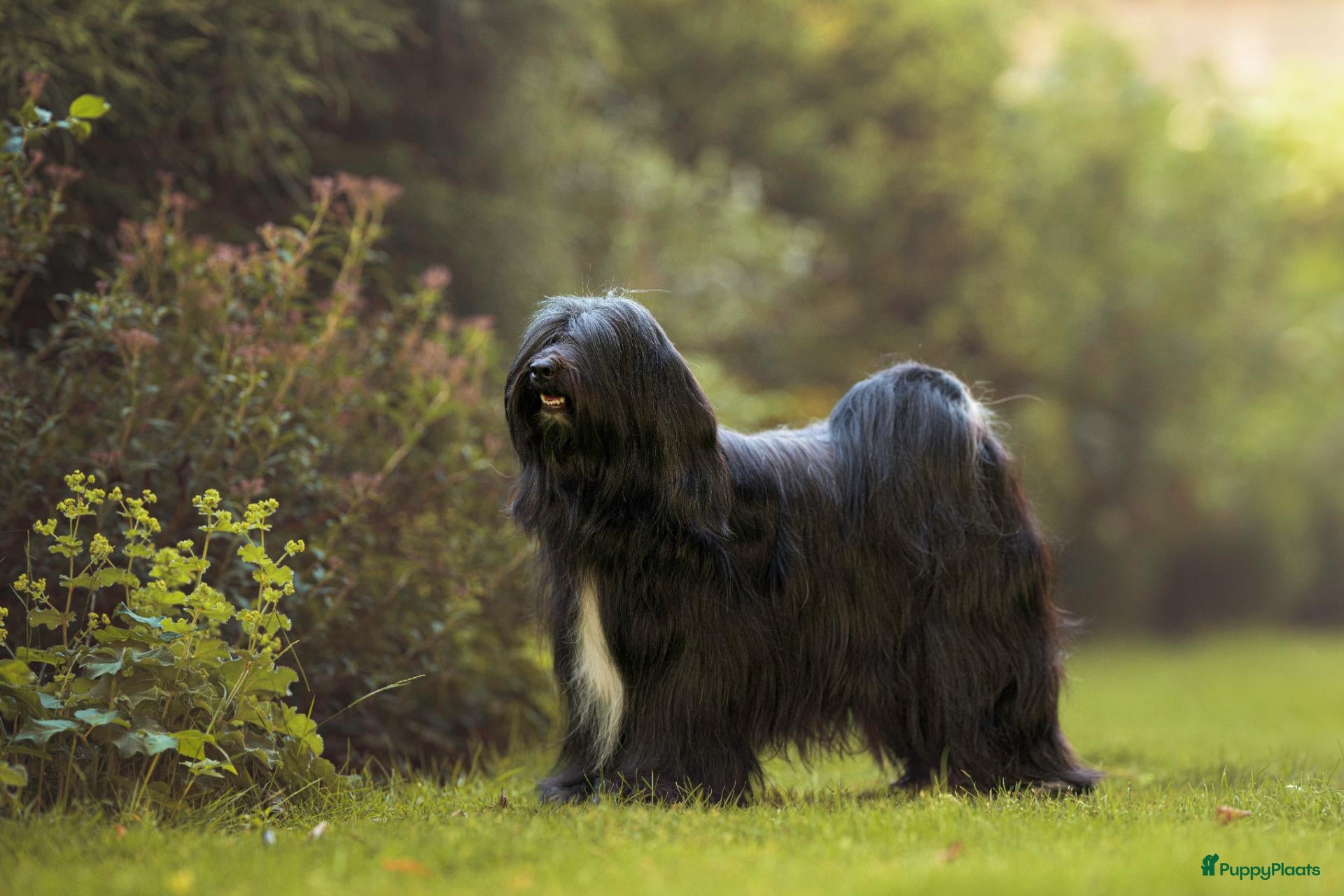 Tibetaanse Terriër honden Tibetaanse terriër pups met FCI stamboom - Advertentie 15