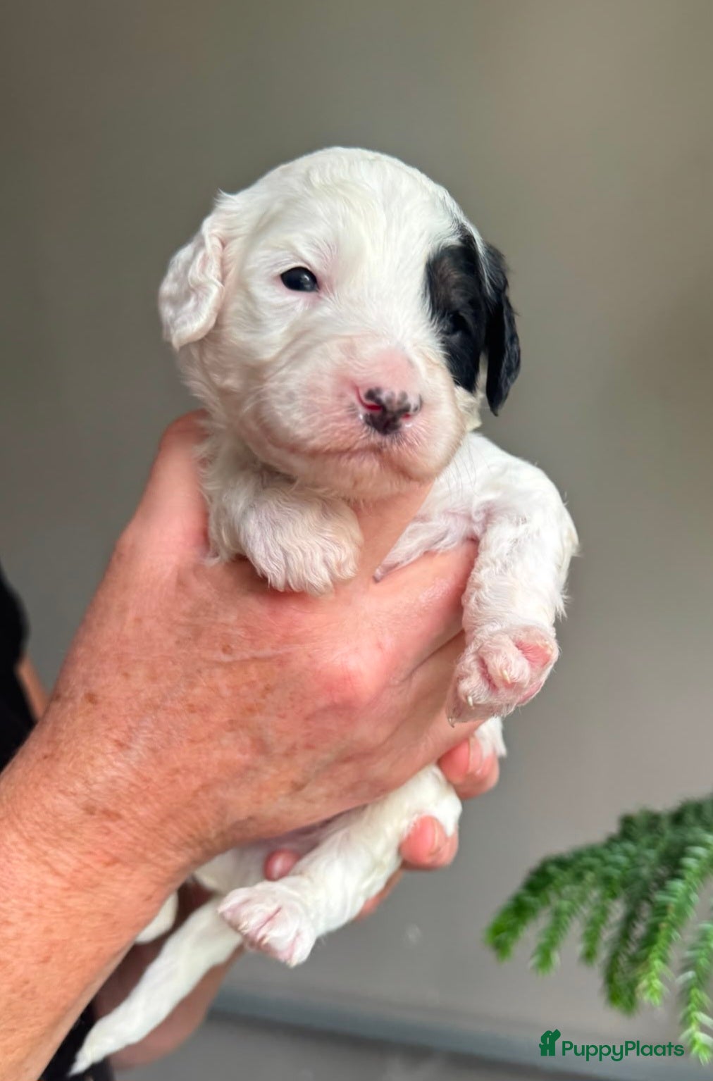 Australian Labradoodle honden Australian Labradoodle pups - Advertentie 2