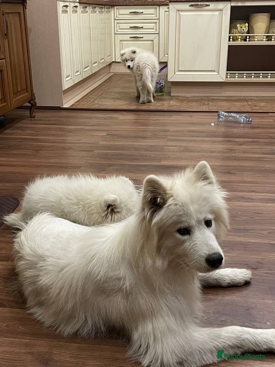 Samojeed honden Samojeed puppy’s  in Terneuzen - Advertentie 1