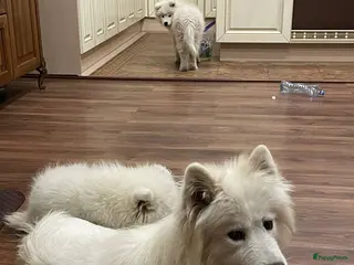 Samojeed honden Samojeed puppy’s in Terneuzen - Advertentie 1