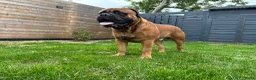 Bullmastiff honden ter dekking: Bullmastiff Dekreu - Advertentie 6