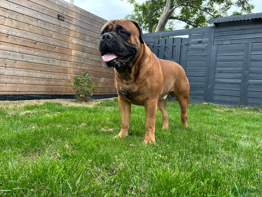 Bullmastiff honden ter dekking: Bullmastiff Dekreu - Advertentie 6
