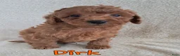 Labradoodle honden te koop: F1b mini doodles in Aarlanderveen - Advertentie 4