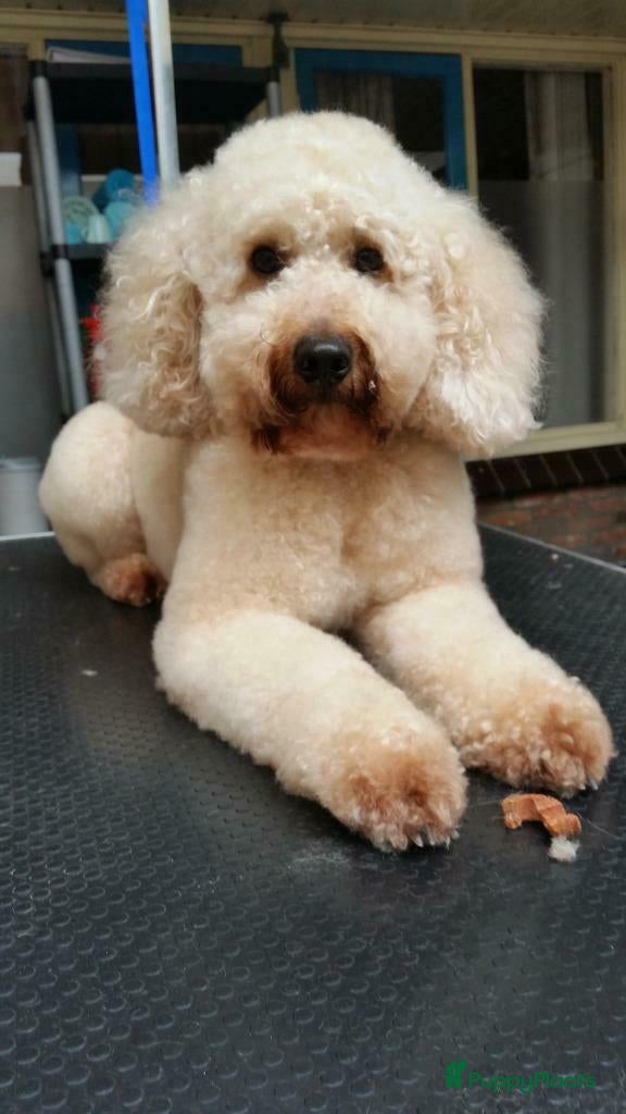 Australian Labradoodle honden te koop:  6 lieve Mini/medium Australian labradoodle pups - Advertentie 28