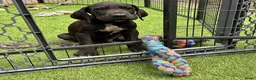 Duitse Dog honden te koop: Duitse Dog pups geboren - Advertentie 7