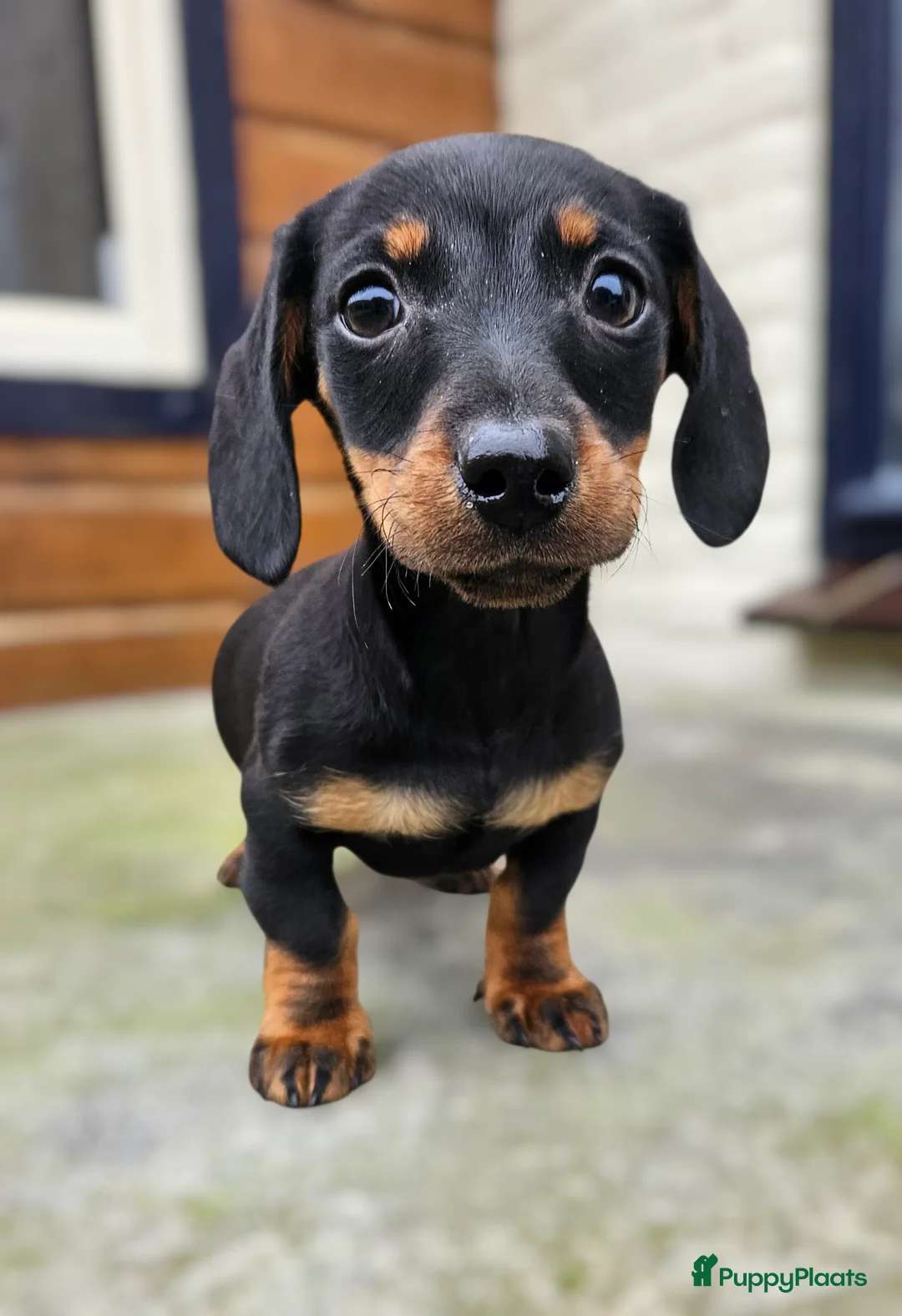 Teckel (korthaar)  honden te koop: Will you be my valentine 💙💙 - Advertentie 7