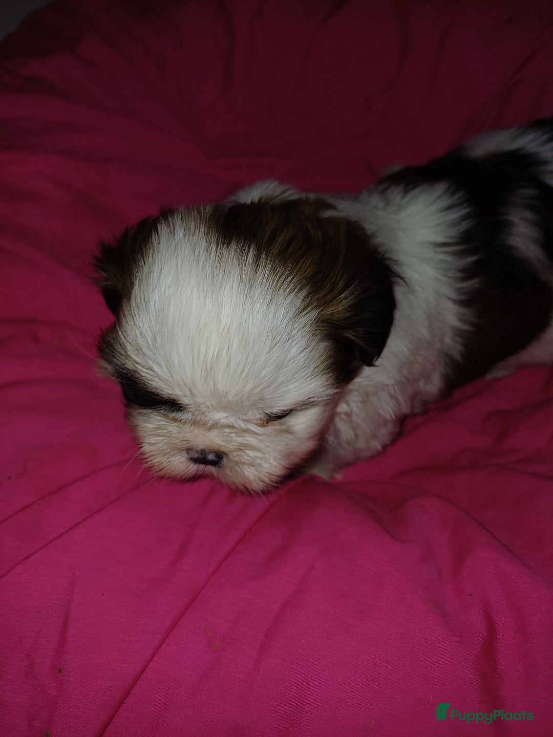 Shih Tzu honden te koop: Lieve leuke raszuiver shih tzu pups  - Advertentie 13