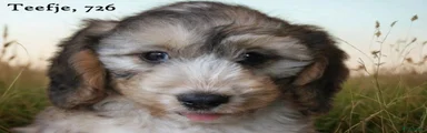 Cockapoo 4