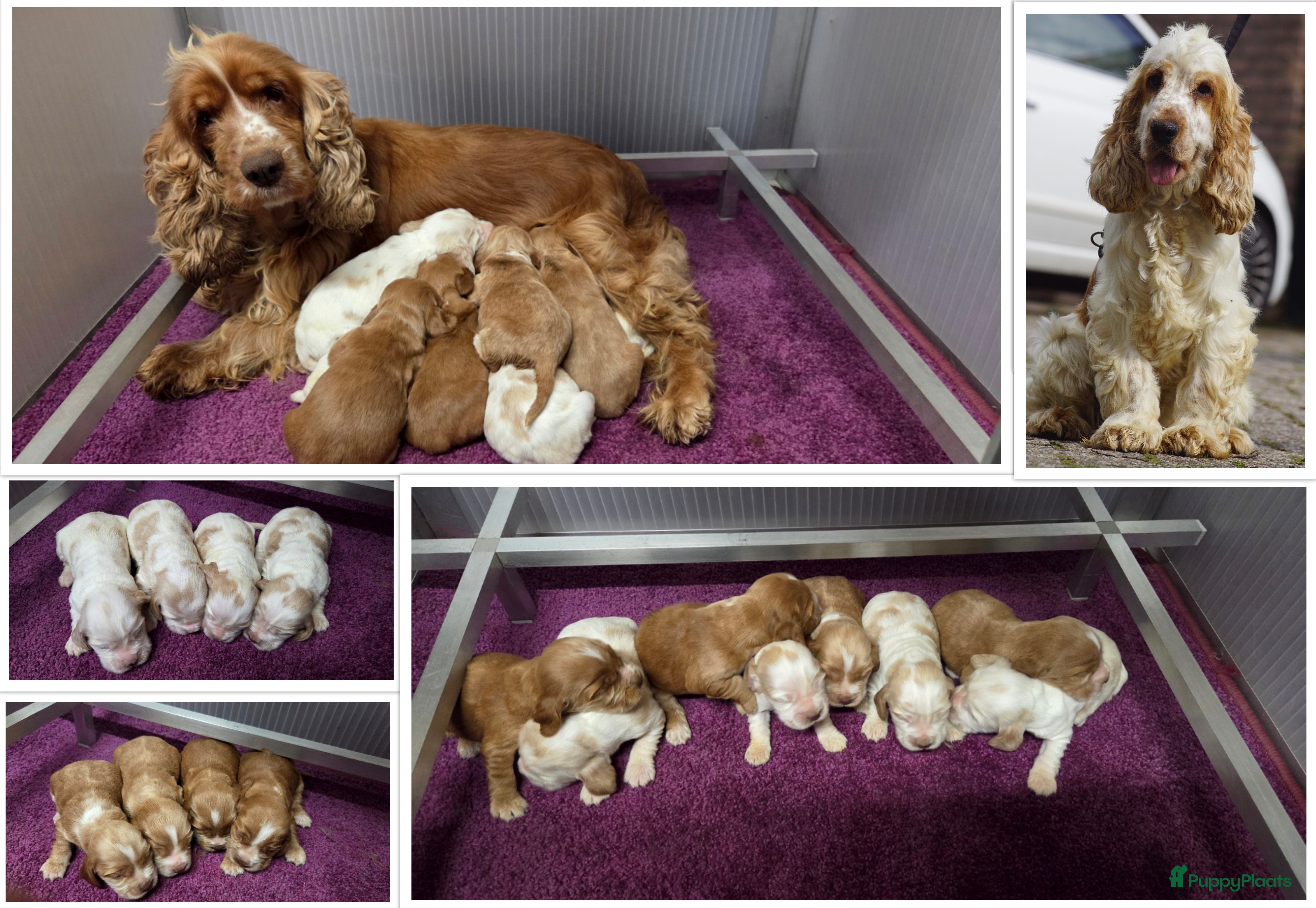 Engelse Cocker Spaniel honden Engelse Cockerspaniel pups met Stamboom  - Advertentie 2