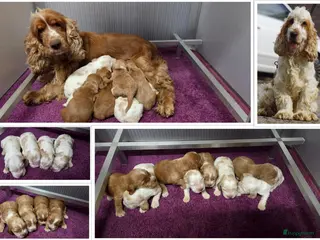 Engelse Cocker Spaniel honden Engelse Cockerspaniel pups met Stamboom - Advertentie 2