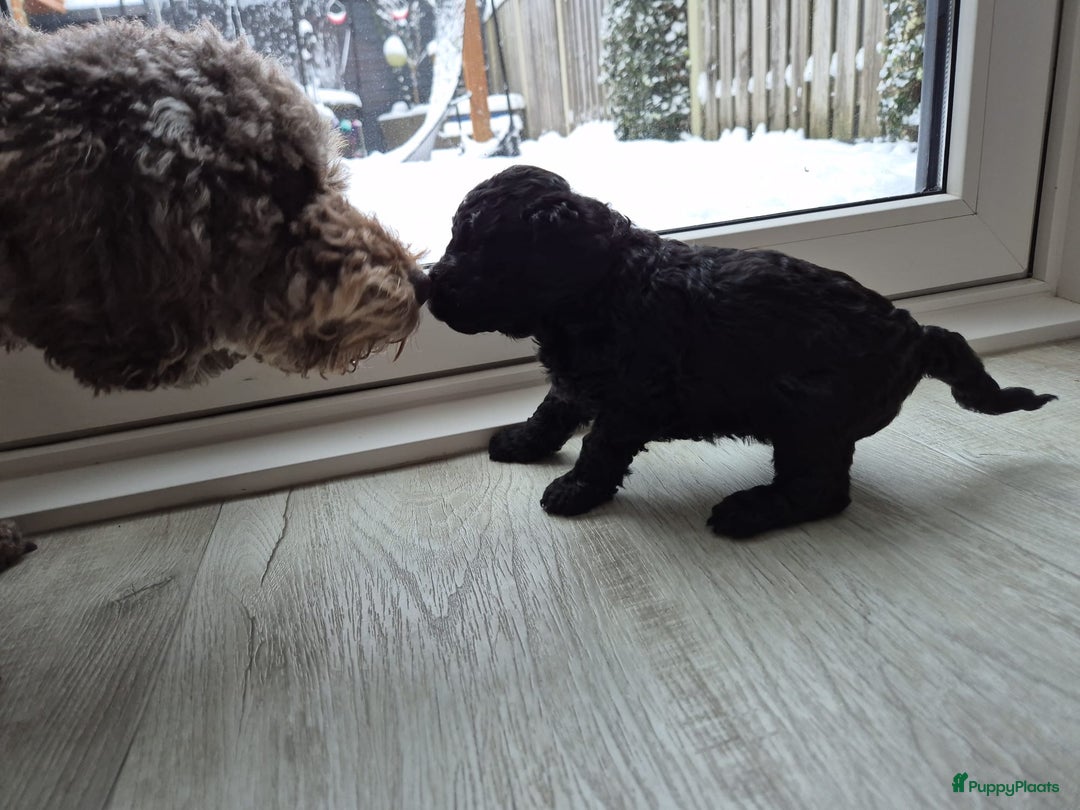 Labradoodle honden te koop: Prachtige F7 curly medium-mini Labradoodle pup  - Advertentie 6