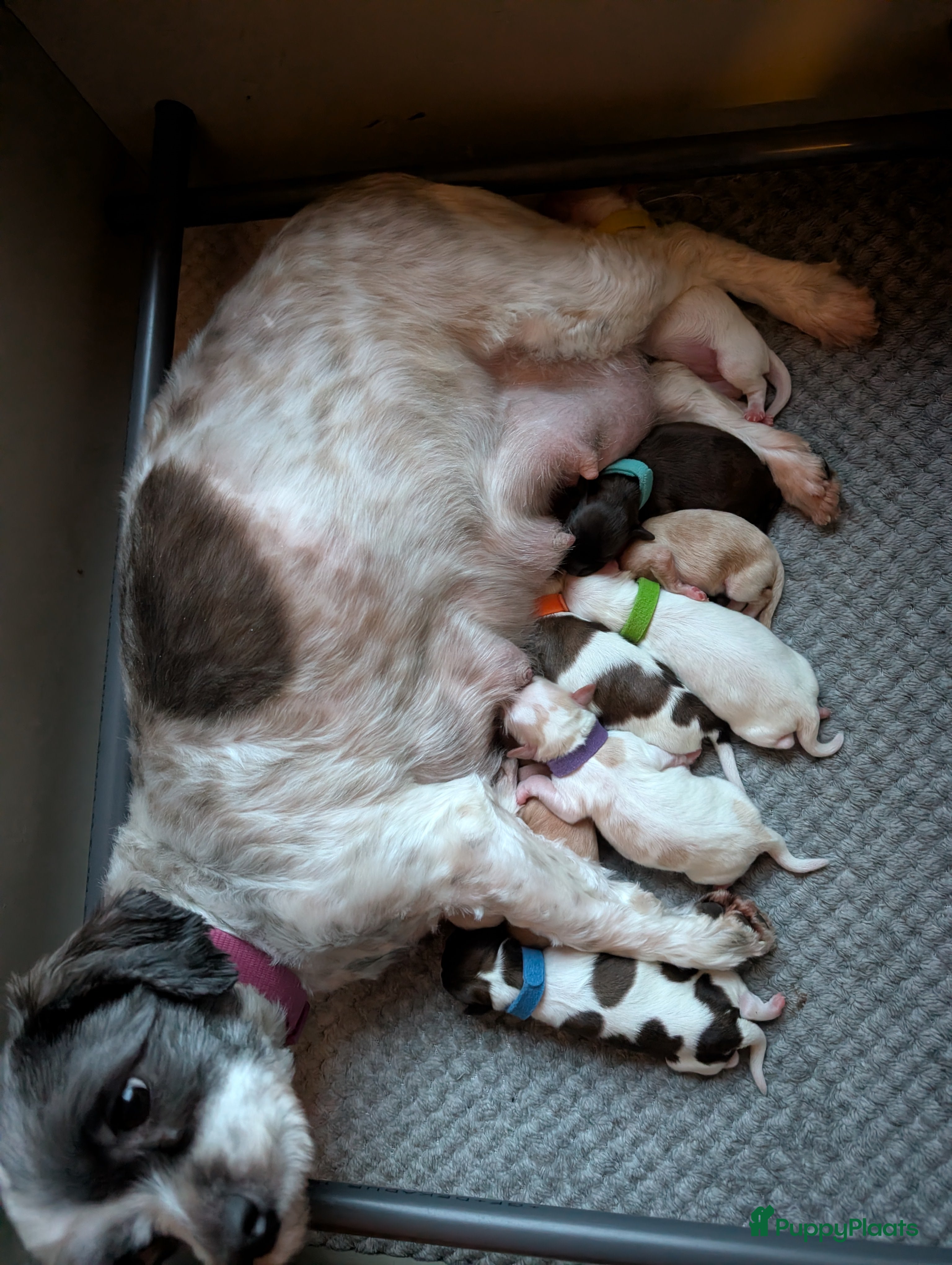 Shihpoo honden Toy Poedel X Boomer  - Advertentie 10