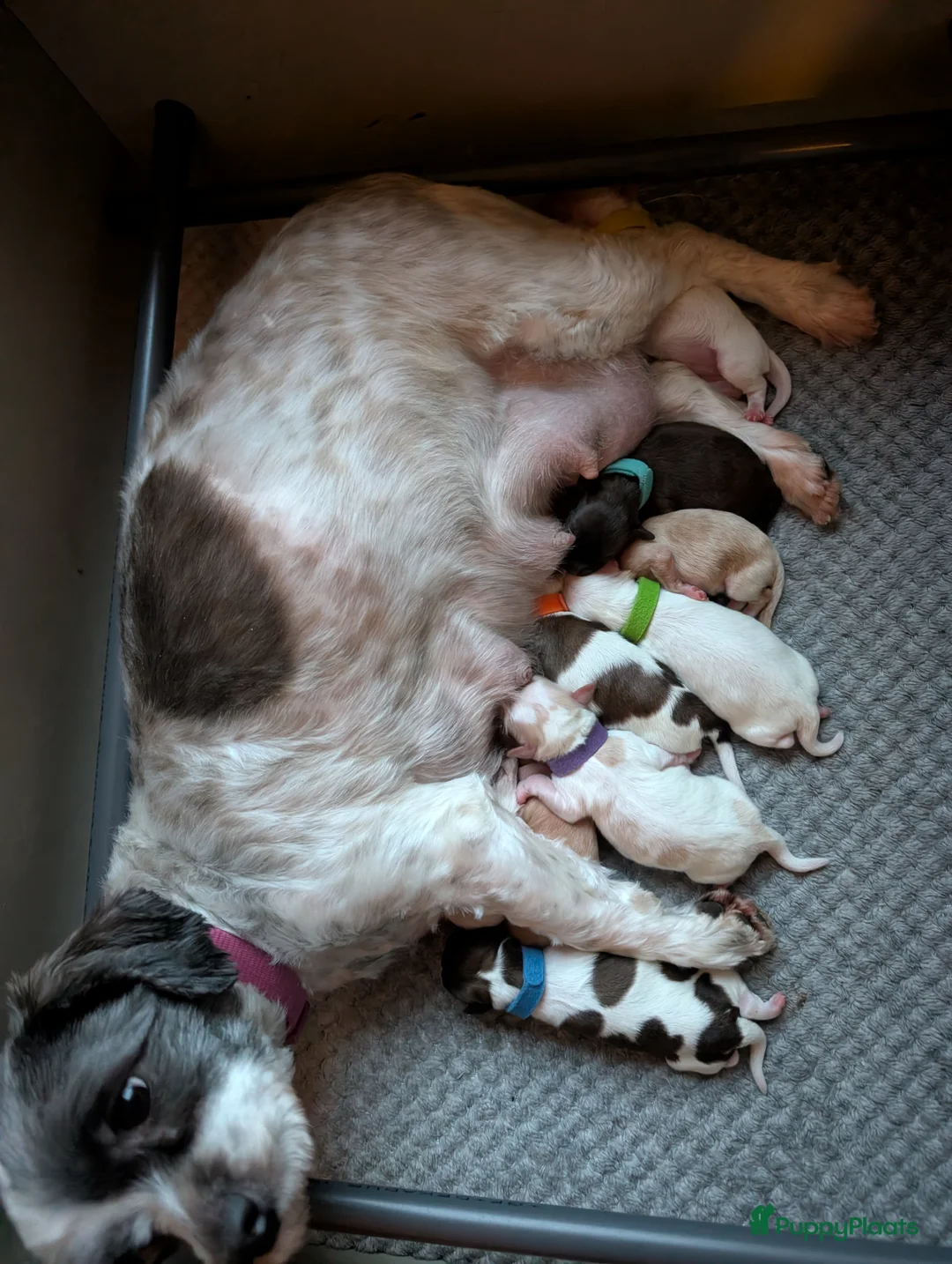 Shihpoo honden te koop: Toy Poedel X Boomer  - Advertentie 1