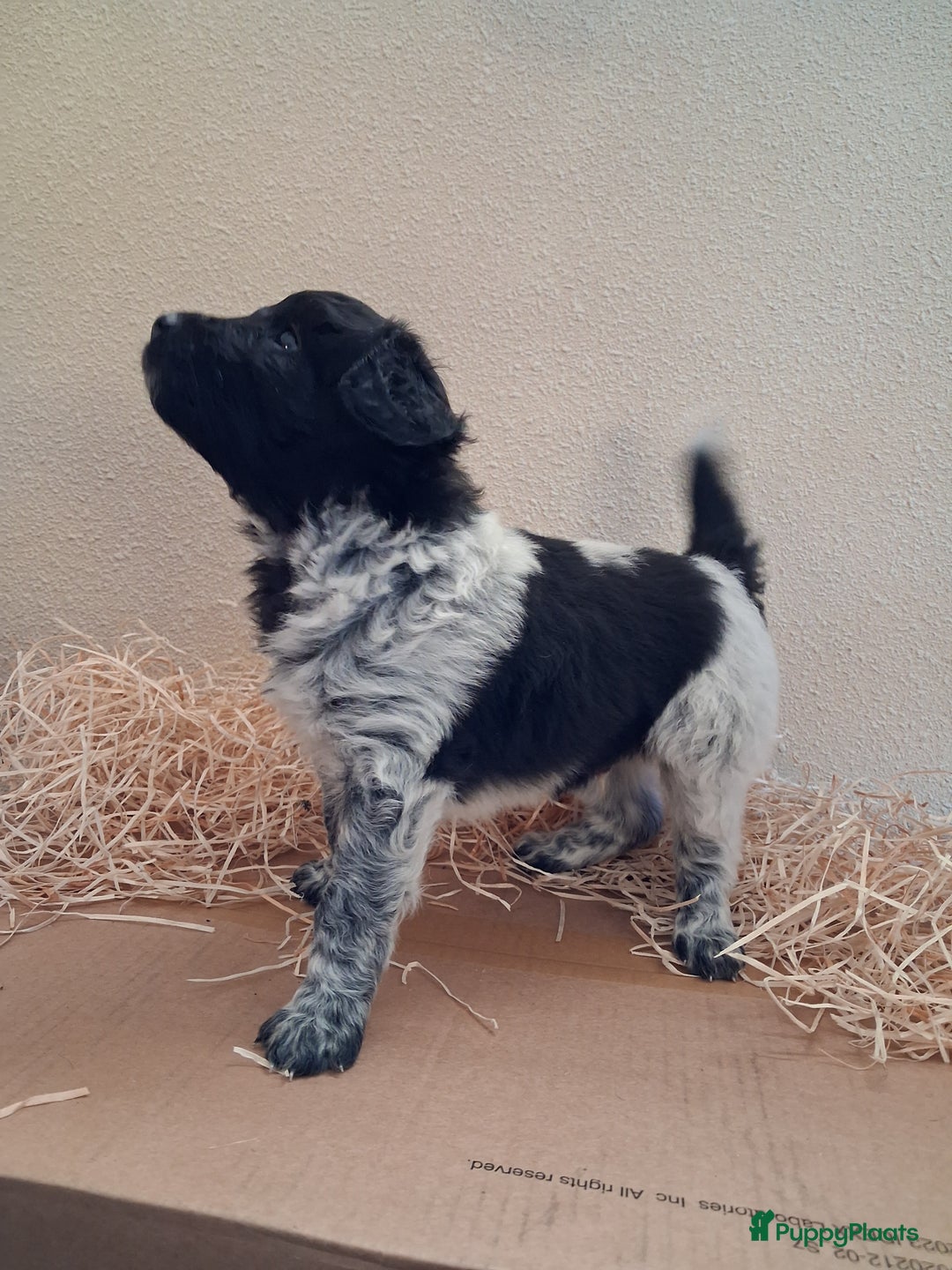 Friese Stabij honden te koop: Lieve Friese Stabij pups - Advertentie 4