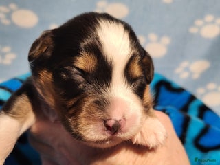 Australian Shepherd honden Australian Shepherd reutje, ouders volledg getest - Advertentie 5