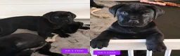Cane Corso honden te koop: Cane Corso pups- nog enkele teefjes beschrikbaar - Advertentie 5