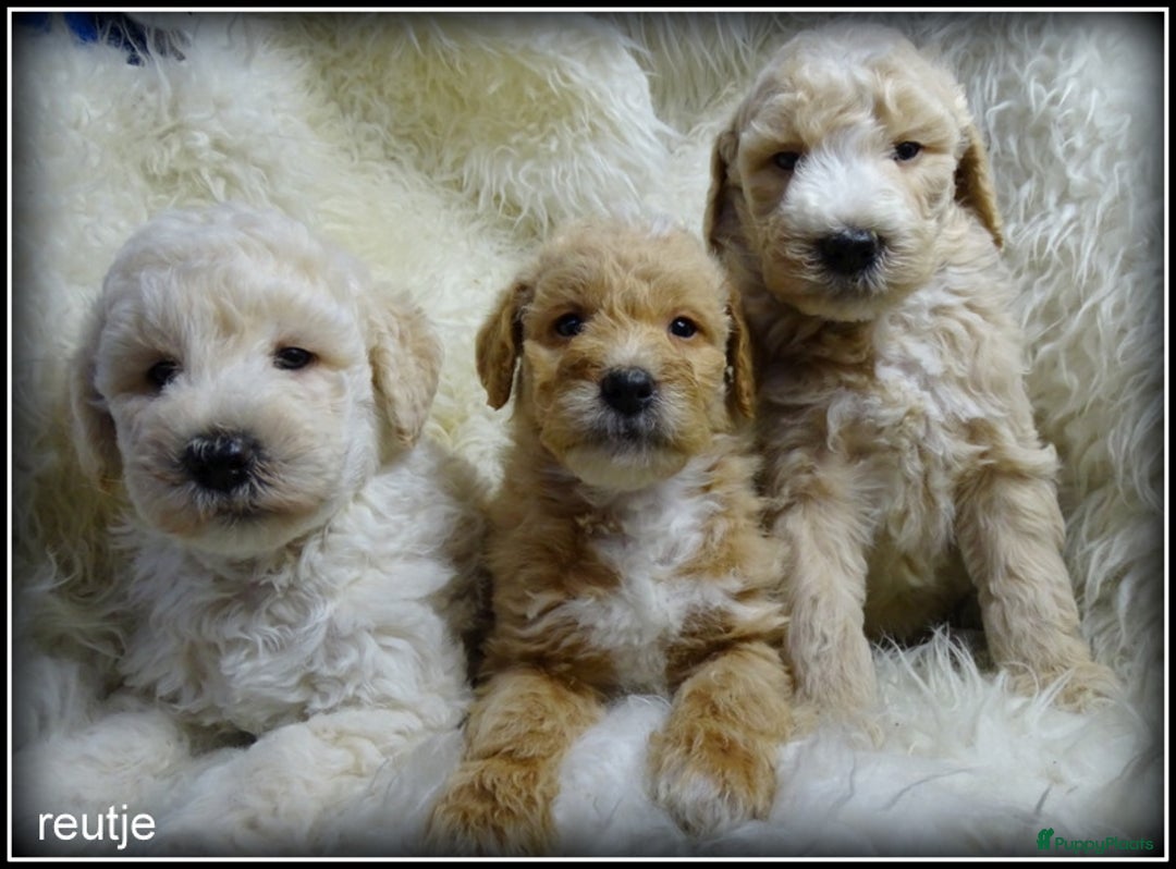 Labradoodle honden te koop: Labradoodle F4 medium pups - Advertentie 10