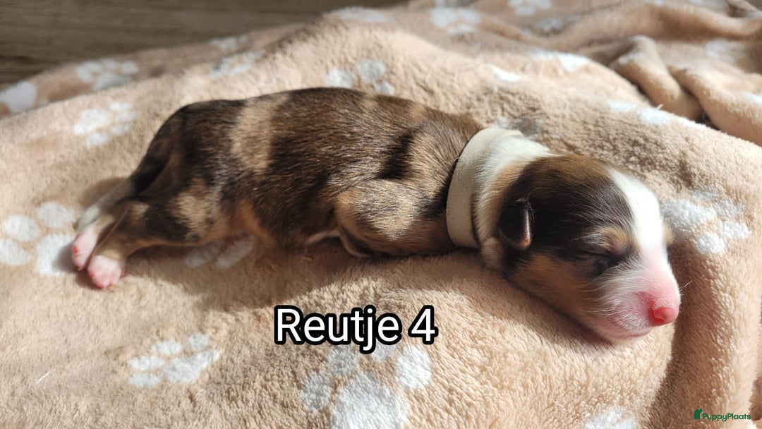 Australian Shepherd honden te koop: Australian Shepherd puppies geboren!  - Afbeelding 9