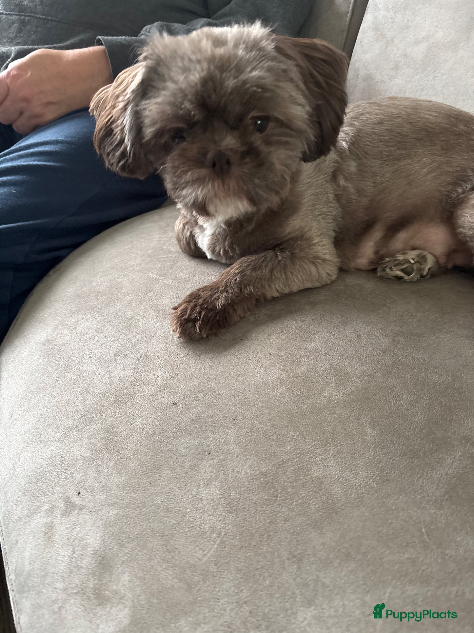 Shih Tzu honden Shih Shi pups - Advertentie 2