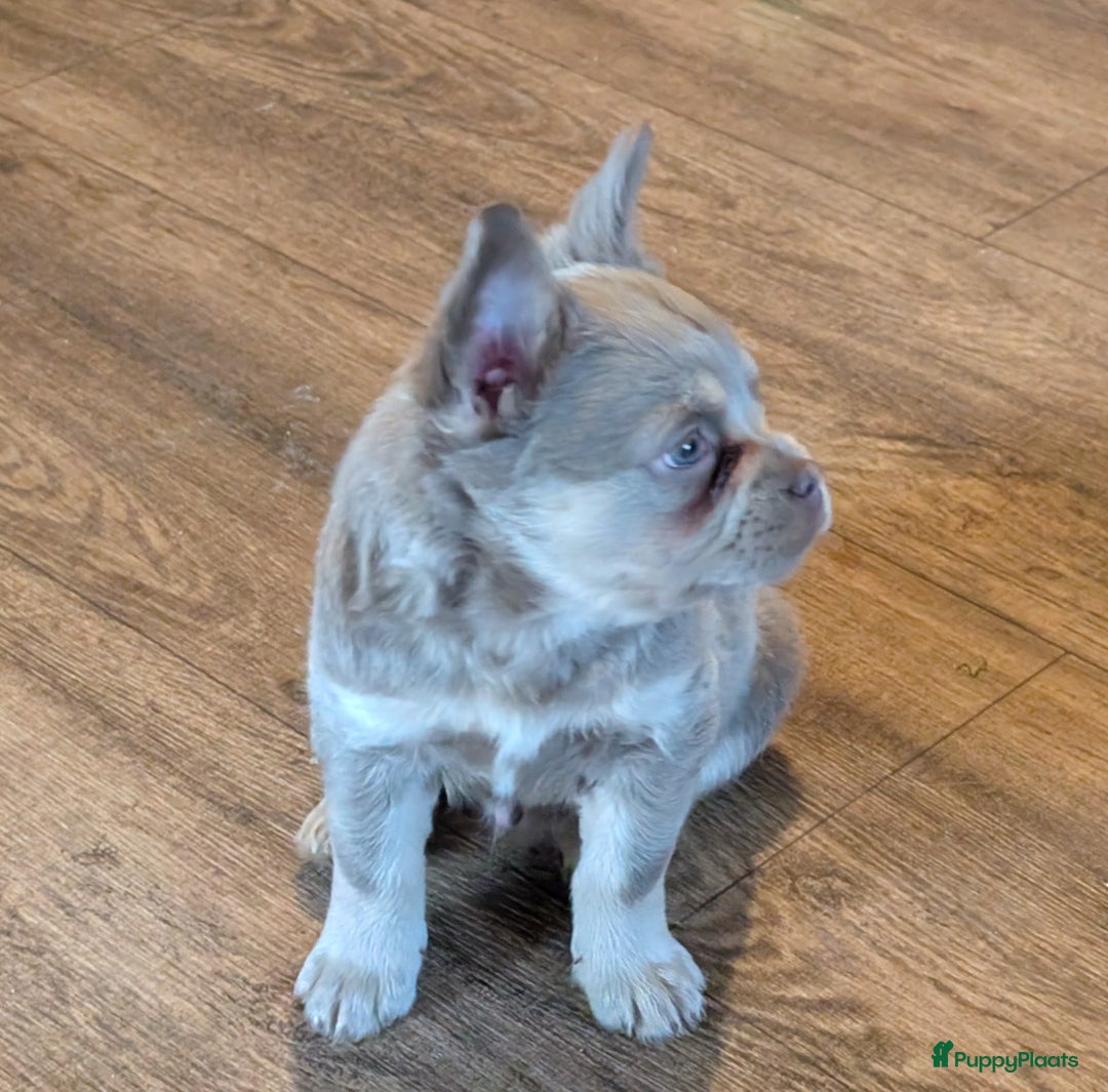 Franse Bulldog honden te koop: nieuwe Nederlandse Franse bulldog  - Advertentie 5