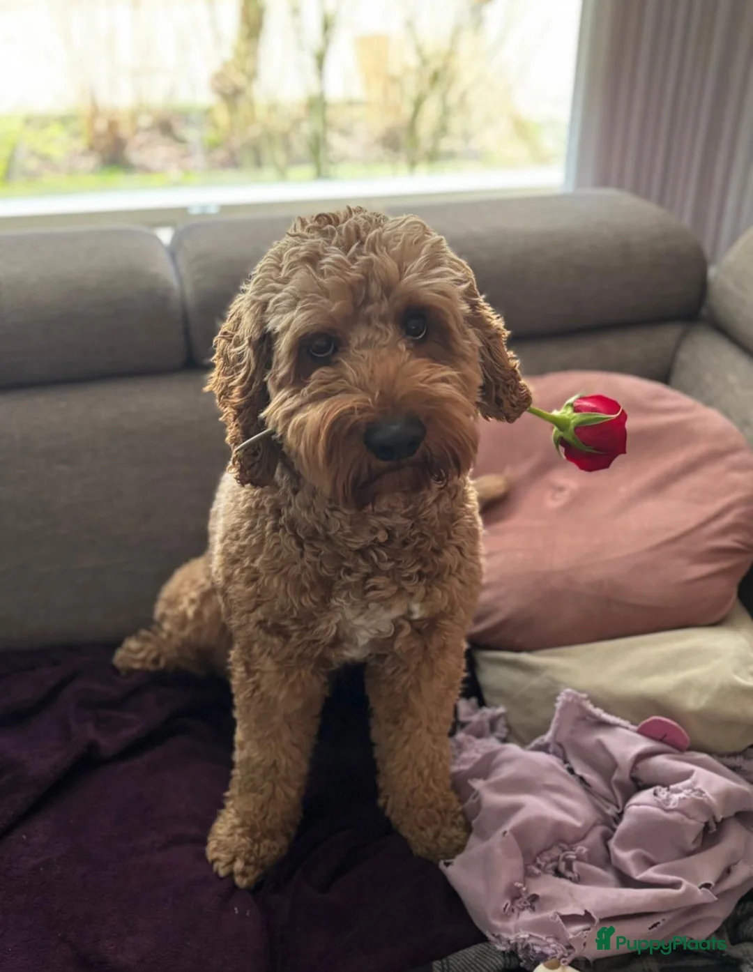 Labradoodle honden te koop: Super mooie Labradoodle pups in Schijndel - Advertentie 2