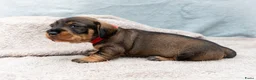 Ruwhaar Teckel honden te koop: Prachtige Ruwharige Teckel pups - Advertentie 4
