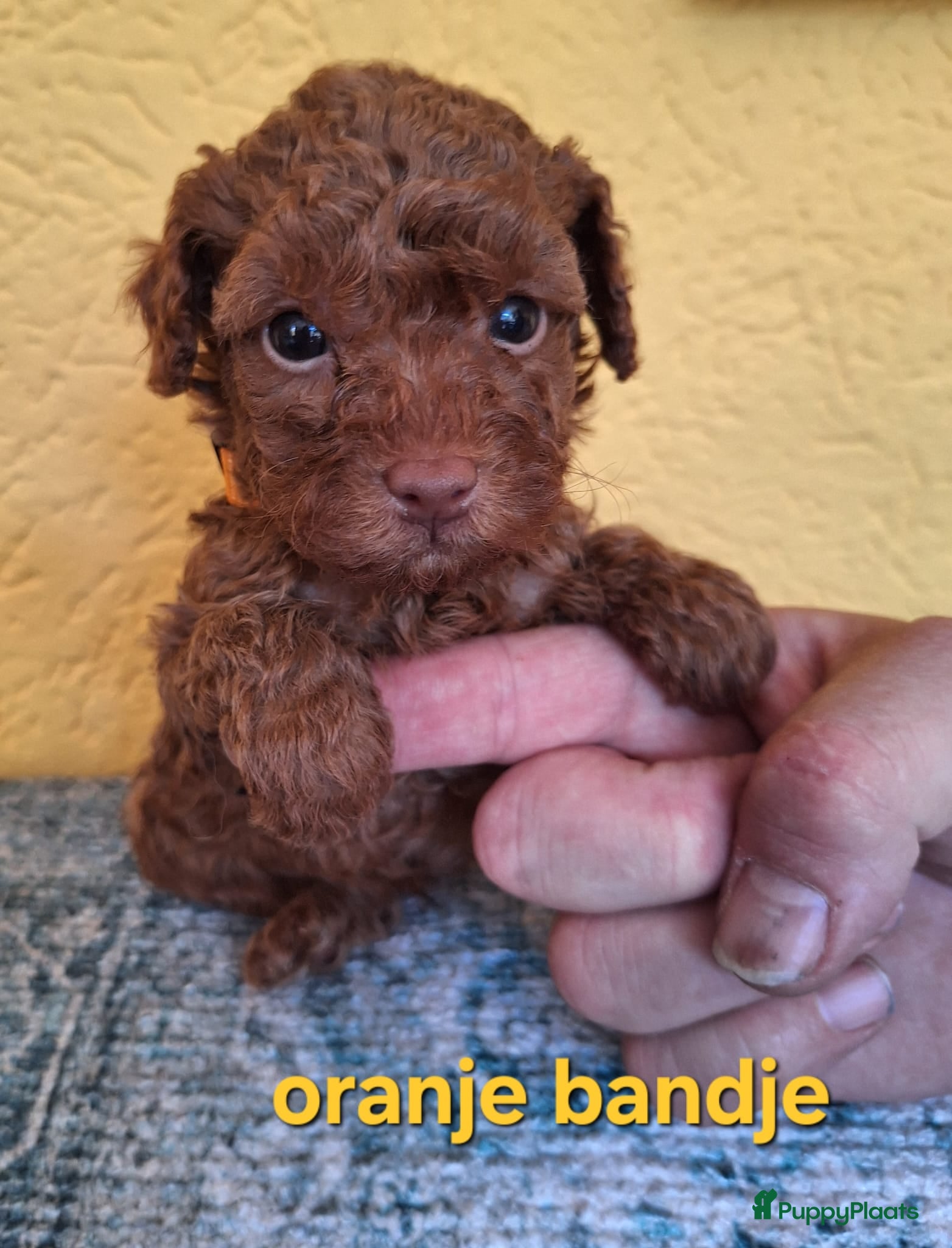 Poedel Toy honden 3 Mini Raszuivere toypoedel Broertjes  - Advertentie 1