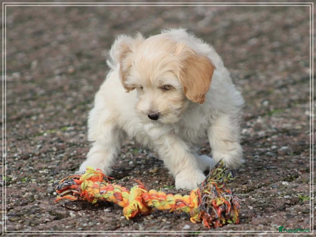 Maltipoo honden te koop: Leuke Maltipoo pups. - Advertentie 9