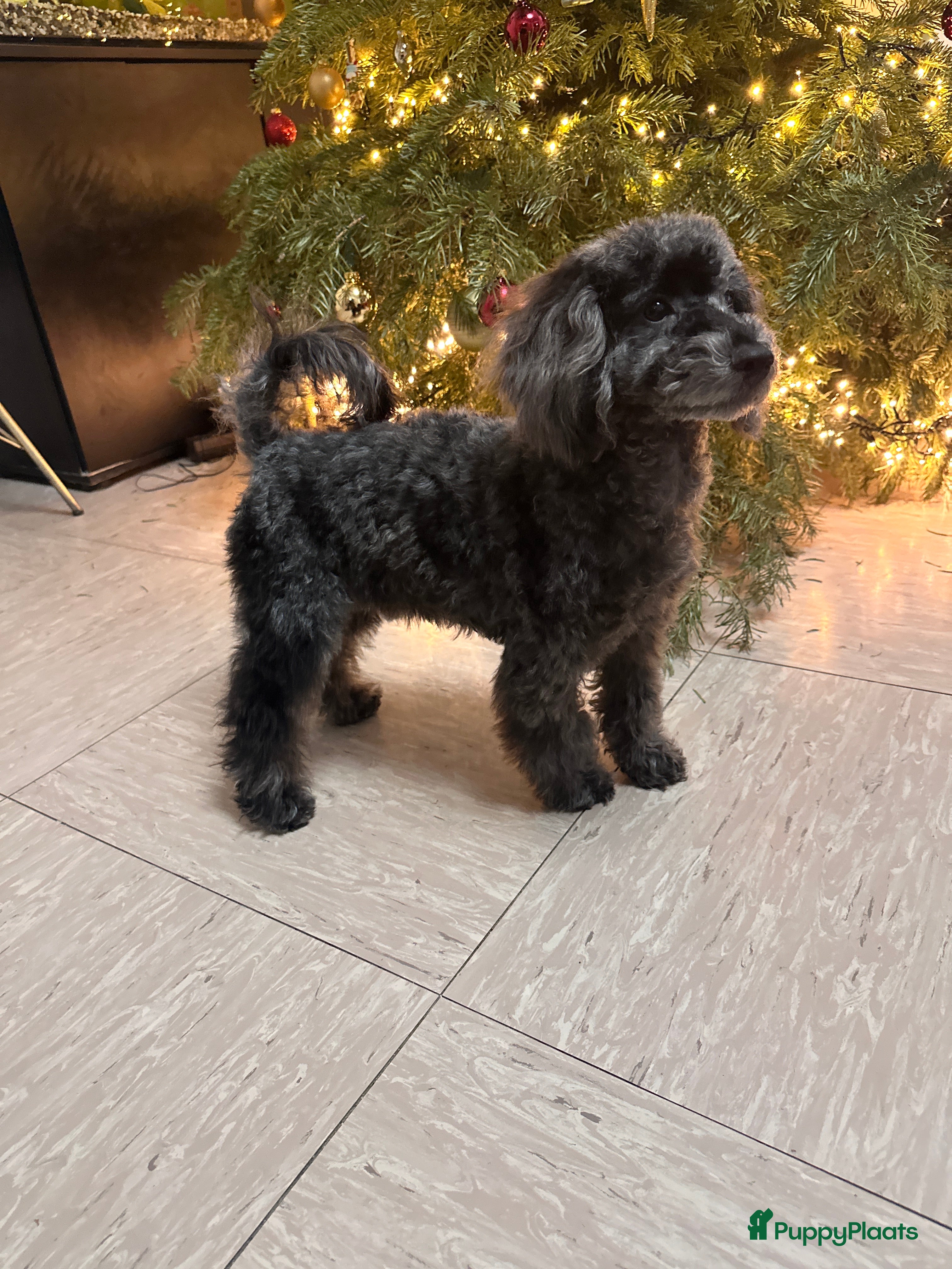 Poedel Toy honden Toypoedel merle - Advertentie 2