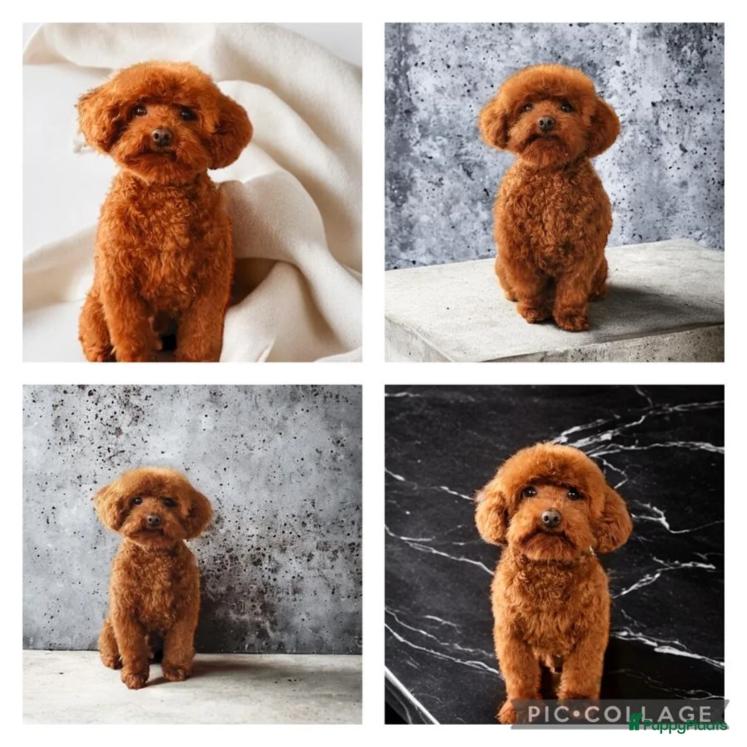 Poedel Toy honden ter dekking: kleine toy poedel dekreu donker rood rocky - Advertentie 11