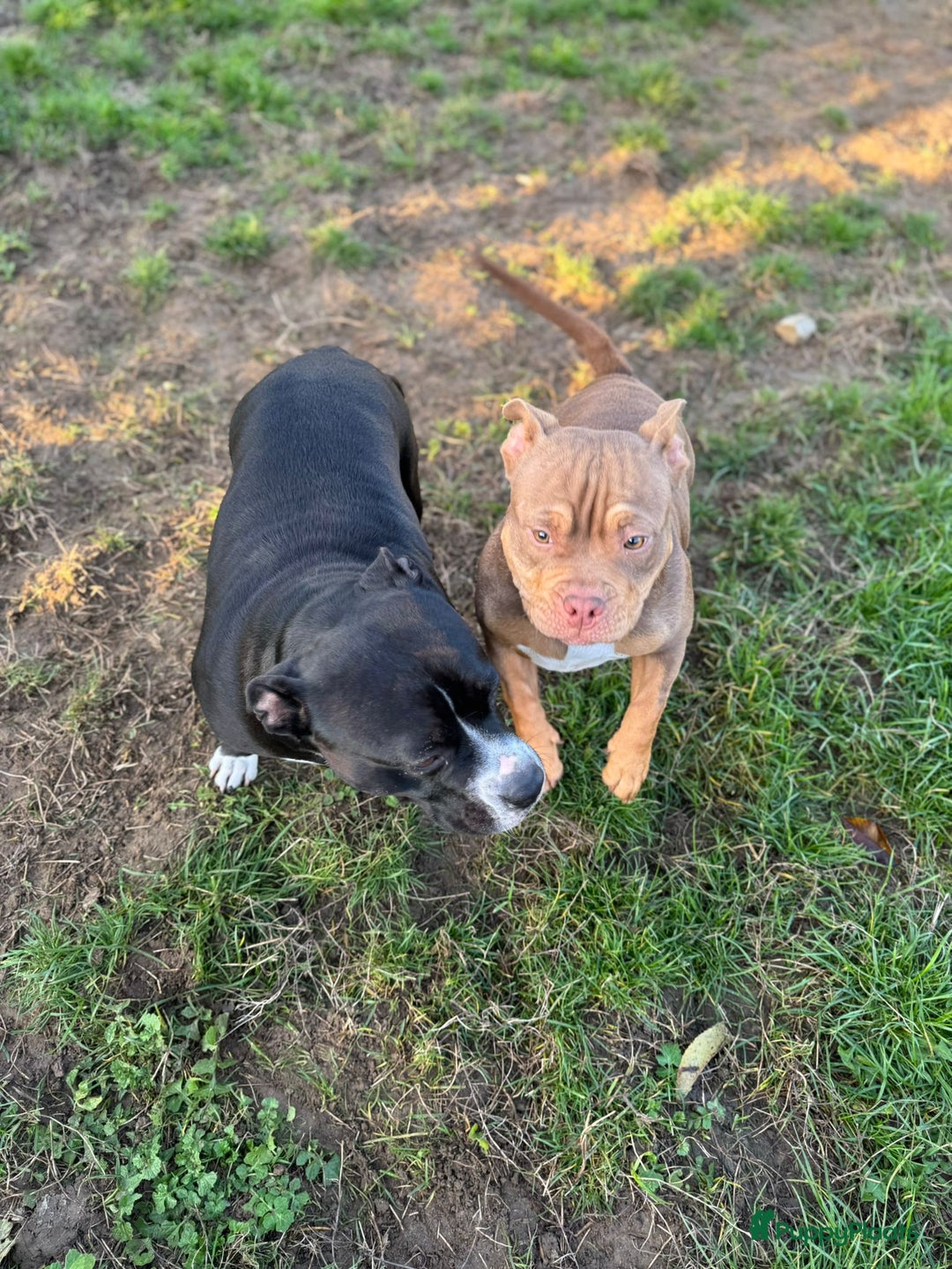 Amerikaanse Bully honden ter adoptie: American pocket bully  - Advertentie 6