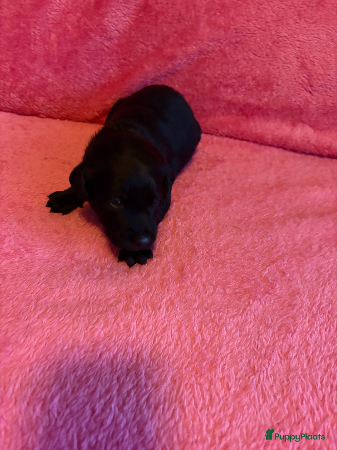 Kruising honden te koop: Labrador puppy’s - Advertentie 34