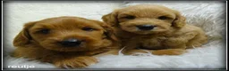 Labradoodle honden te koop: Labradoodle Medium F4 pups. Bekijk de foto's. - Advertentie 6