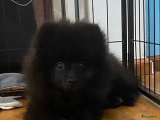 Pomeriaan honden 2 Prachtige Pomeriaan/dwergkees pups.(Reutjes)💙💙 - Advertentie 18